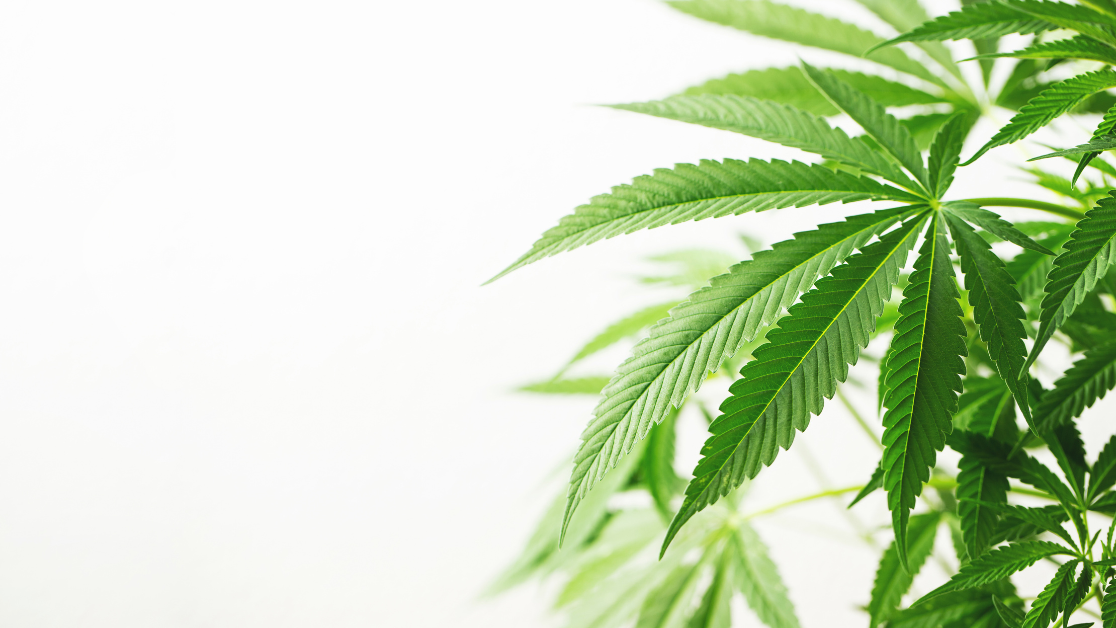 Green Marijuana Leaves